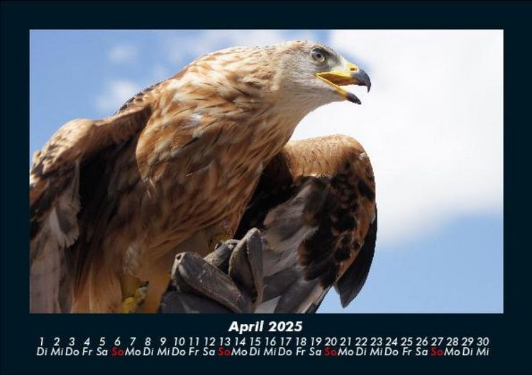 Produktbild: Vogelparadies 2025 Fotokalender DIN A5