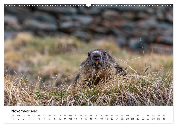 Produktbild: Gr&uuml;&szlig;e aus K&auml;rnten (Wandkalender 2026 DIN A2 quer), CALVENDO Monatskalender