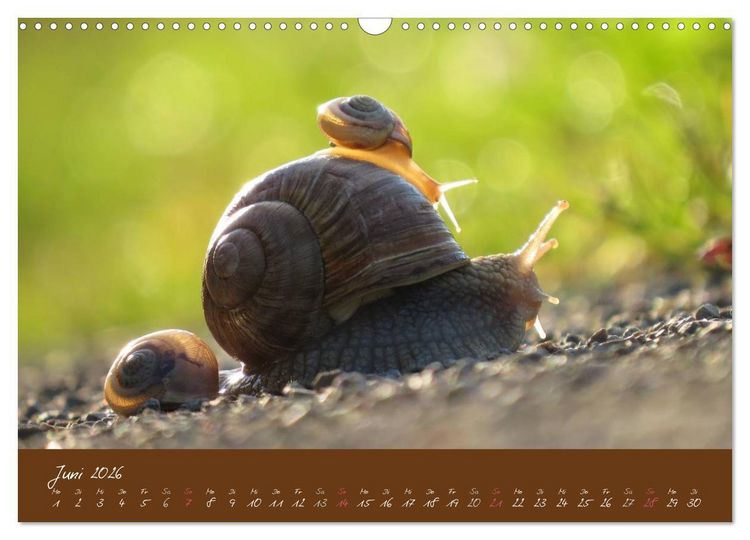 Produktbild: Ganz langsam im Schneckentempo durch's Jahr (Wandkalender 2026 DIN A3 quer), CALVENDO Monatskalender