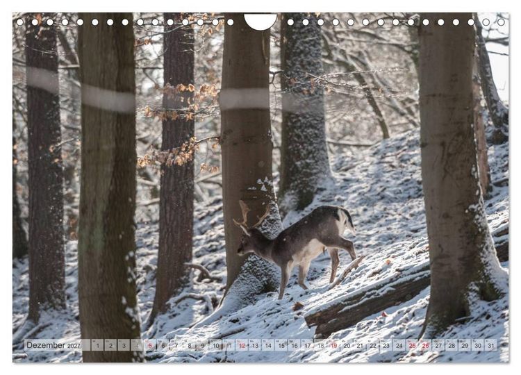 Produktbild: Emotionale Momente: Das Damwild. (Wandkalender 2027 DIN A4 quer), CALVENDO Monatskalender