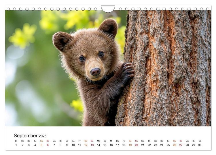 Produktbild: B&auml;ren - Die Macht der Natur (Wandkalender 2026 DIN A4 quer), CALVENDO Monatskalender