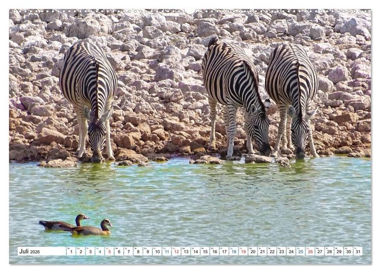 Produktbild: Namibia, Faszination W&uuml;ste und Tierwelt (hochwertiger Premium Wandkalender 2026 DIN A2 quer), Kunstdruck in Hochglanz
