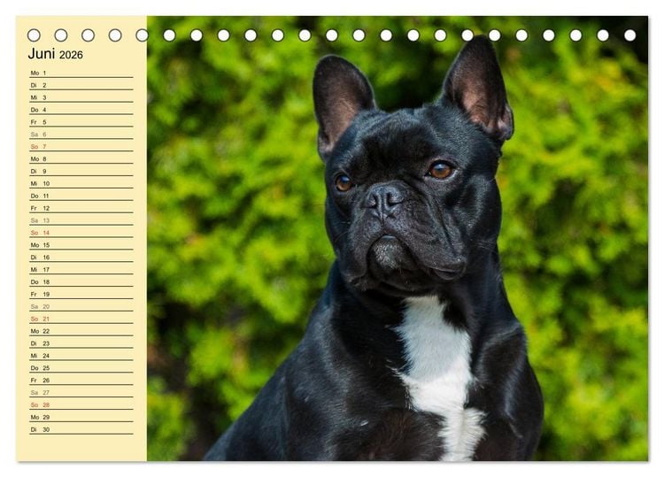 Produktbild: Franz&ouml;sische Bulldogge - Clown auf 4 Pfoten (Tischkalender 2026 DIN A5 quer), CALVENDO Monatskalender