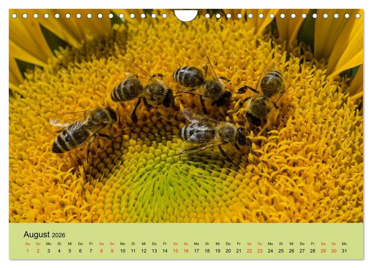 Produktbild: Bienen bei der Arbeit (Wandkalender 2026 DIN A4 quer), CALVENDO Monatskalender