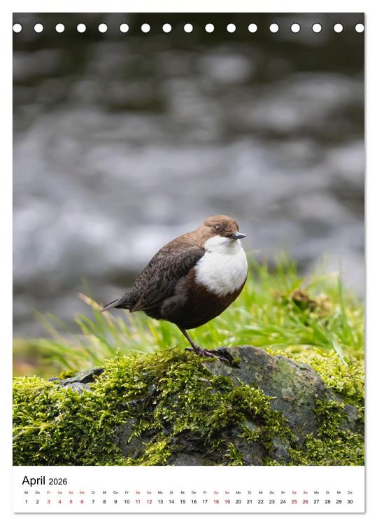 Produktbild: Heimische V&ouml;gel in Ihren G&auml;rten (Tischkalender 2026 DIN A5 hoch), CALVENDO Monatskalender