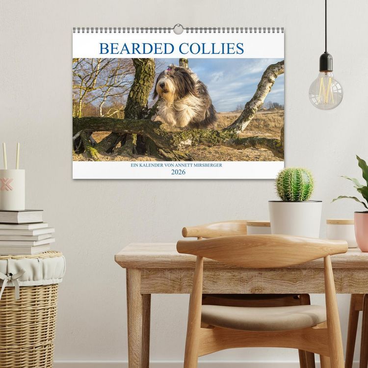 Produktbild: BEARDED COLLIES 2026 (Wandkalender 2026 DIN A3 quer), CALVENDO Monatskalender