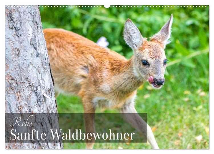Produktbild: Rehe - Sanfte Waldbewohner (Wandkalender 2026 DIN A2 quer), CALVENDO Monatskalender