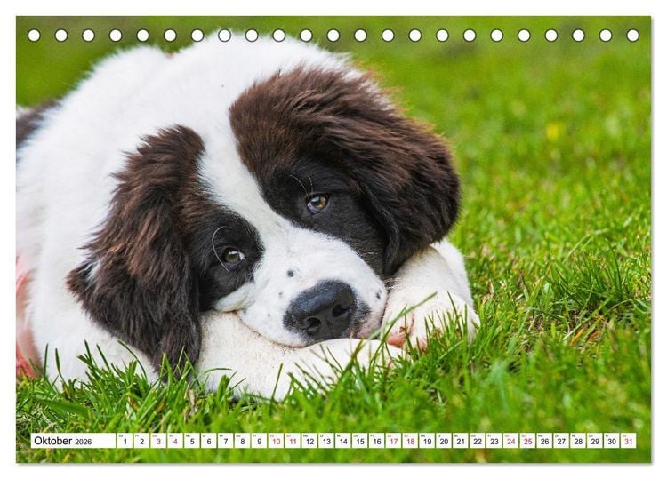 Produktbild: Traumhund Landseer (Tischkalender 2026 DIN A5 quer), CALVENDO Monatskalender