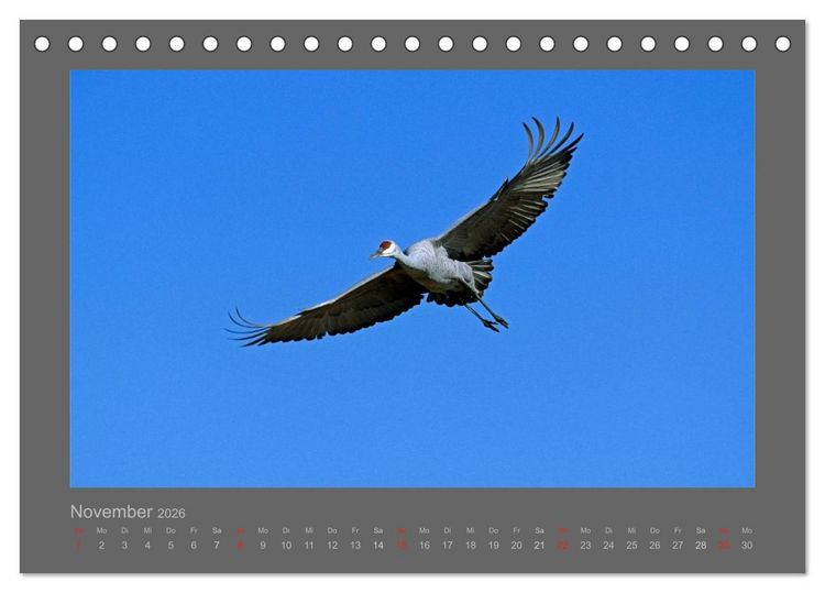 Produktbild: V&Ouml;GEL (Tischkalender 2026 DIN A5 quer), CALVENDO Monatskalender