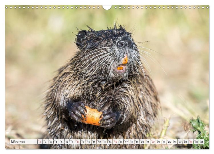 Produktbild: NUTRIA mit Nachwuchs (Wandkalender 2026 DIN A3 quer), CALVENDO Monatskalender