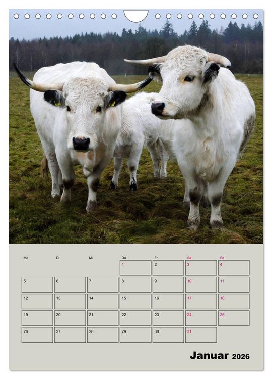Produktbild: Kuhportraits Hornk&uuml;he (Wandkalender 2026 DIN A4 hoch), CALVENDO Monatskalender
