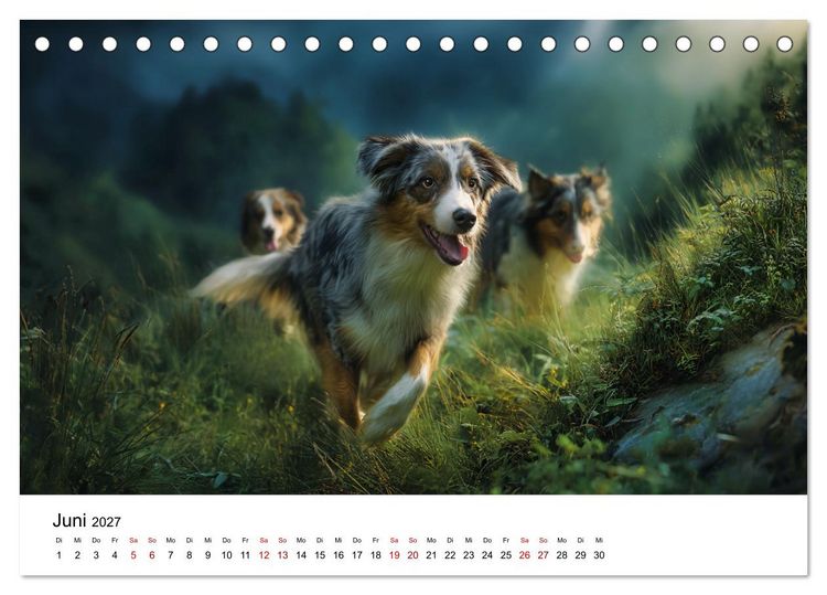 Produktbild: Born to run - Ein Jahr mit Australian Shepherds (Tischkalender 2027 DIN A5 quer), CALVENDO Monatskalender