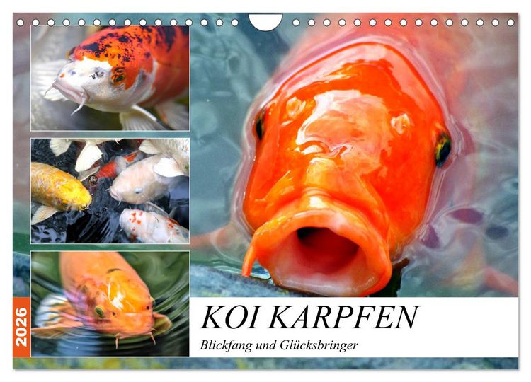 Produktbild: Koi Karpfen. Blickfang und Gl&uuml;cksbringer (Wandkalender 2026 DIN A4 quer), CALVENDO Monatskalender