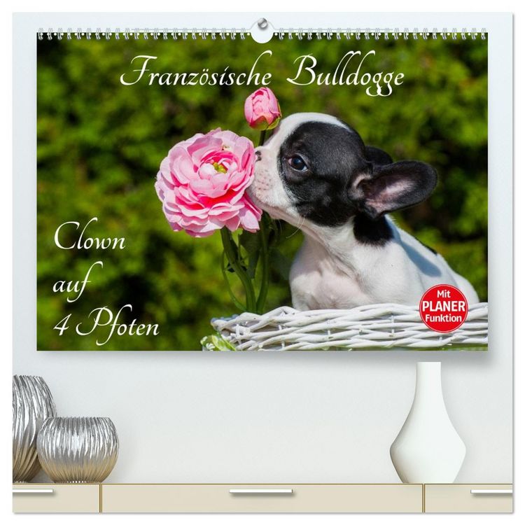 Produktbild: Franz&ouml;sische Bulldogge - Clown auf 4 Pfoten (hochwertiger Premium Wandkalender 2026 DIN A2 quer), Kunstdruck in Hochglanz