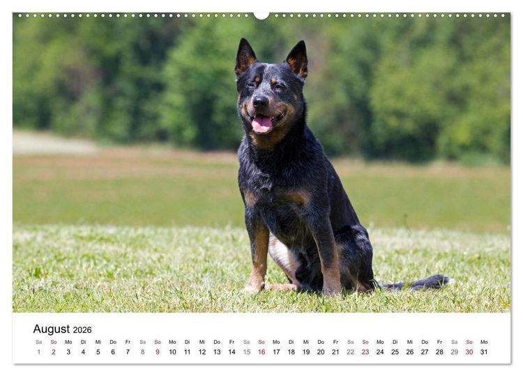 Produktbild: Faszinierende Australian Cattle Dogs (Wandkalender 2026 DIN A2 quer), CALVENDO Monatskalender