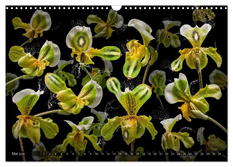 Produktbild: Orchidea (Wandkalender 2026 DIN A3 quer), CALVENDO Monatskalender