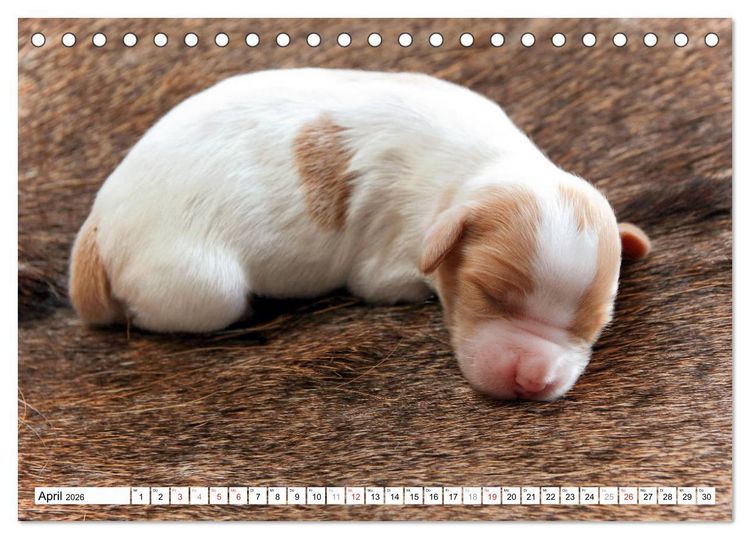 Produktbild: Irish Red and White Setter Welpen (Tischkalender 2026 DIN A5 quer), CALVENDO Monatskalender