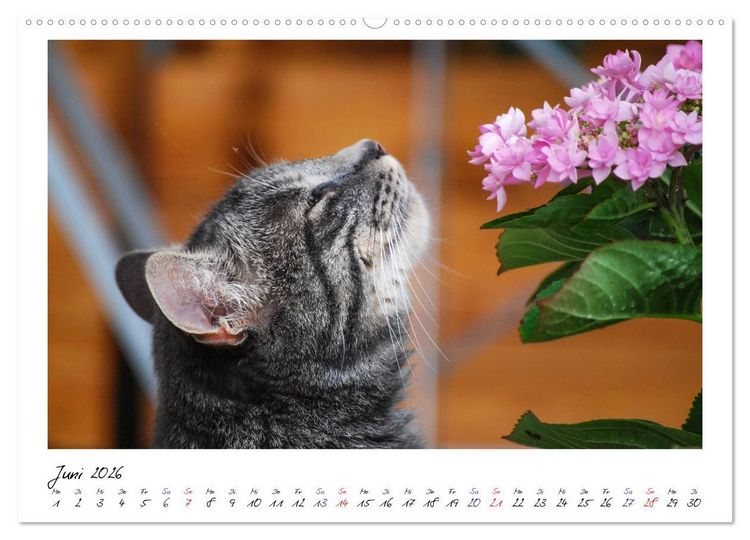 Produktbild: Die Launen der Katzen 2026 (hochwertiger Premium Wandkalender 2026 DIN A2 quer), Kunstdruck in Hochglanz