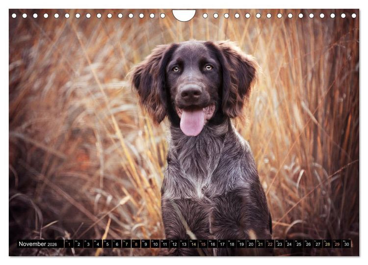 Produktbild: Faszination Jagdhund - Deutsch Langhaar (Wandkalender 2026 DIN A4 quer), CALVENDO Monatskalender