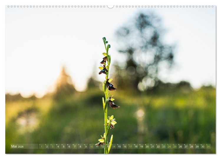 Produktbild: Orchideenzeit auf der Schw&auml;bischen Alb (hochwertiger Premium Wandkalender 2026 DIN A2 quer), Kunstdruck in Hochglanz