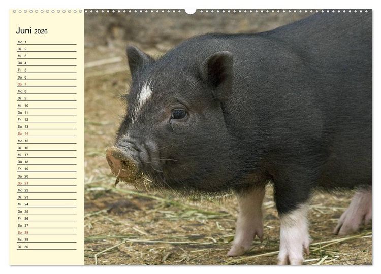 Produktbild: Von S&auml;uen die Schwein haben! (Wandkalender 2026 DIN A2 quer), CALVENDO Monatskalender