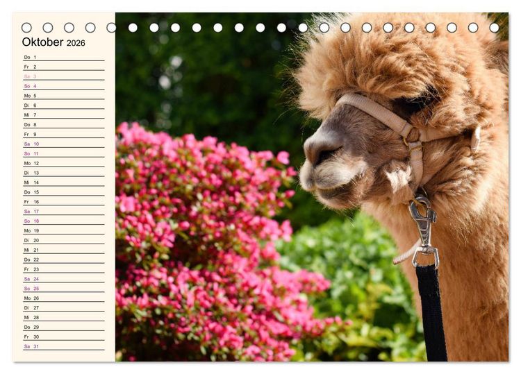 Produktbild: Alpakas im Blumenzauber (Tischkalender 2026 DIN A5 quer), CALVENDO Monatskalender