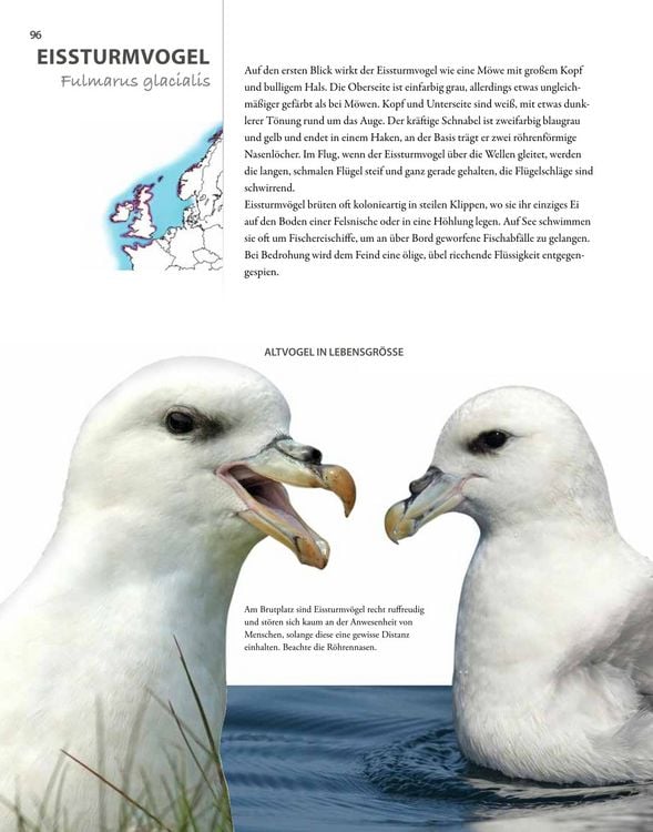 Produktbild: V&ouml;gel lebensgro&szlig;