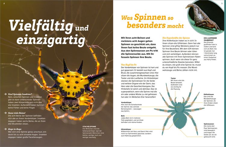 Produktbild: WAS IST WAS Spinnen. Akrobaten auf acht Beinen