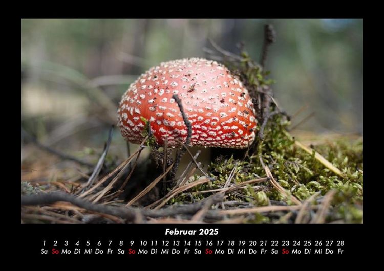 Produktbild: Pilzkalender 2025 Fotokalender DIN A3