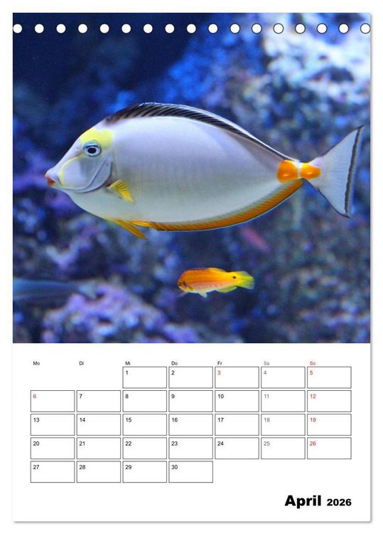 Produktbild: Zauberwelt. Fische, Korallen und Co. (Tischkalender 2026 DIN A5 hoch), CALVENDO Monatskalender