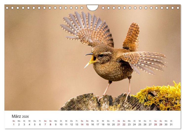 Produktbild: Naturjuwel Haspelmoor (Wandkalender 2026 DIN A4 quer), CALVENDO Monatskalender