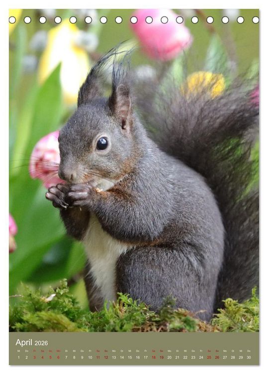 Produktbild: Eichh&ouml;rnchen - zauberhafte Waldbewohner (Tischkalender 2026 DIN A5 hoch), CALVENDO Monatskalender