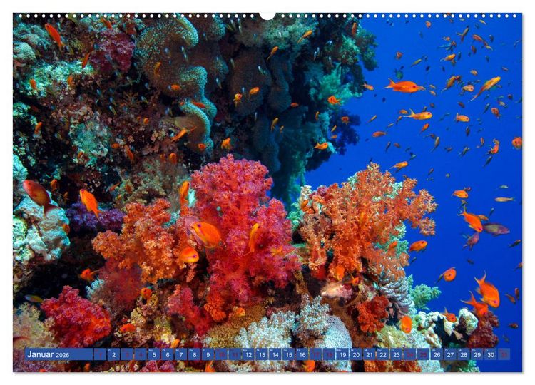 Produktbild: Farbenfrohes Meer (hochwertiger Premium Wandkalender 2026 DIN A2 quer), Kunstdruck in Hochglanz