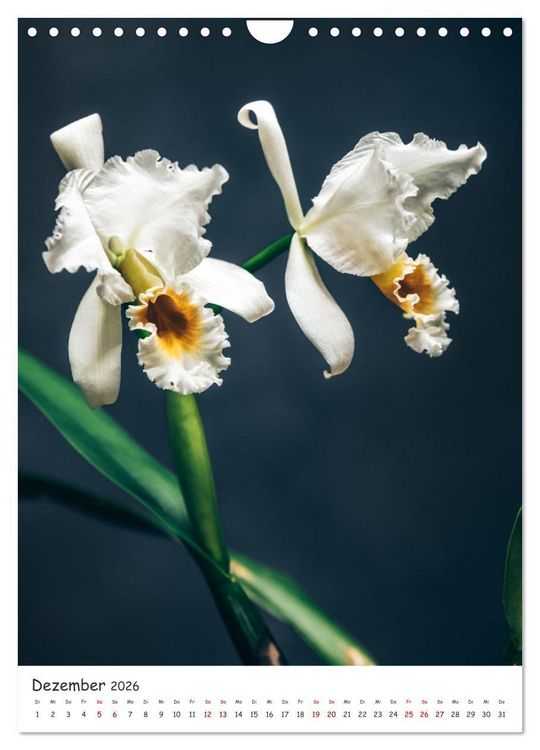 Produktbild: Orchideen Zauber (Wandkalender 2026 DIN A4 hoch), CALVENDO Monatskalender