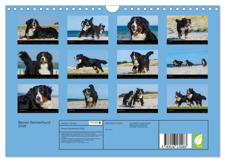 Produktbild: Berner Sennenhund 2026 (Wandkalender 2026 DIN A4 quer), CALVENDO Monatskalender