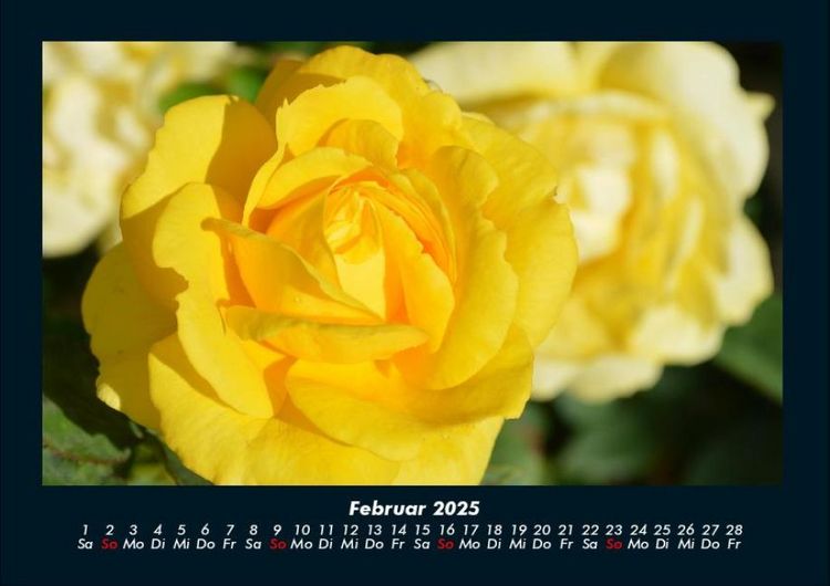 Produktbild: Strahlend sch&ouml;ne Rosen 2025 Fotokalender DIN A4