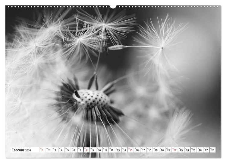 Produktbild: Pusteblumenzauber in schwarzwei&szlig; (Wandkalender 2026 DIN A2 quer), CALVENDO Monatskalender