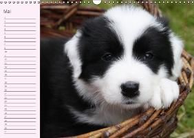 Produktbild: Border Collie-Welpen Geburtstagskalender (Wandkalender immerw&auml;hrend DIN A3 quer)