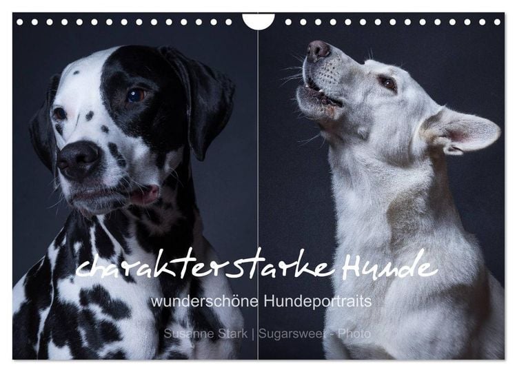 Produktbild: charakterstarke Hunde, wundersch&ouml;ne Hundeportraits (Wandkalender 2026 DIN A4 quer), CALVENDO Monatskalender