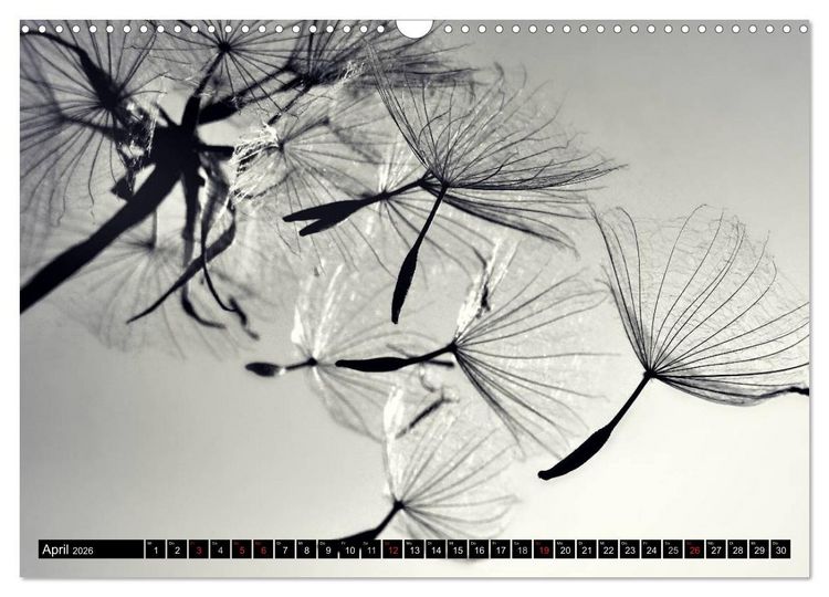 Produktbild: Pusteblume - Impressionen in schwarzwei&szlig; (Wandkalender 2026 DIN A3 quer), CALVENDO Monatskalender