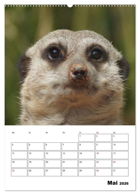 Produktbild: Niedliche Erdm&auml;nnchen (Wandkalender 2026 DIN A2 hoch), CALVENDO Monatskalender