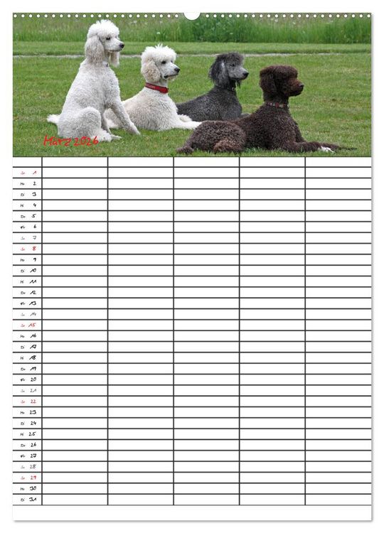 Produktbild: Der Pudel-Familienplaner (hochwertiger Premium Wandkalender 2026 DIN A2 hoch), Kunstdruck in Hochglanz