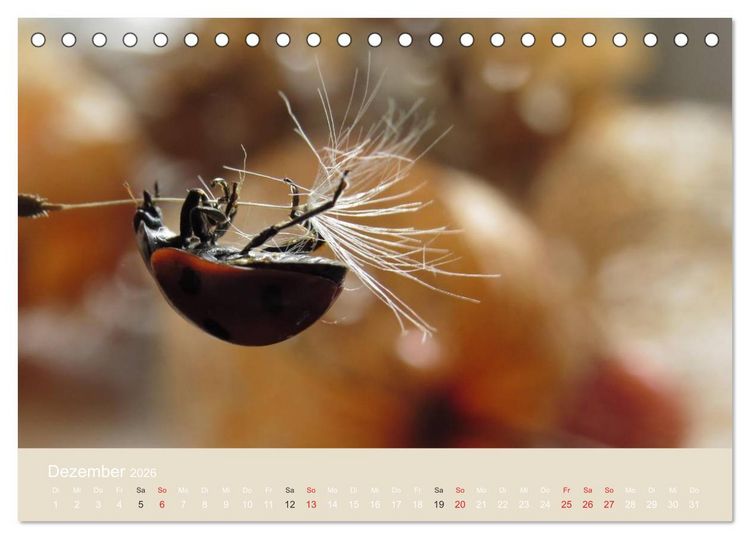 Produktbild: Kleine Gl&uuml;cksk&auml;fer (Tischkalender 2026 DIN A5 quer), CALVENDO Monatskalender