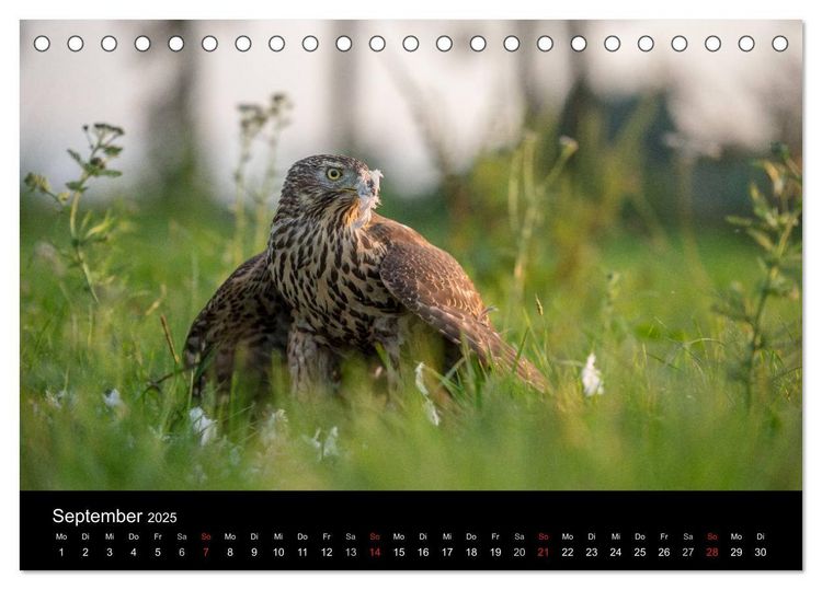 Falknerei Der Habicht (Tischkalender 2025 DIN A5 quer), CALVENDO Monatskalender