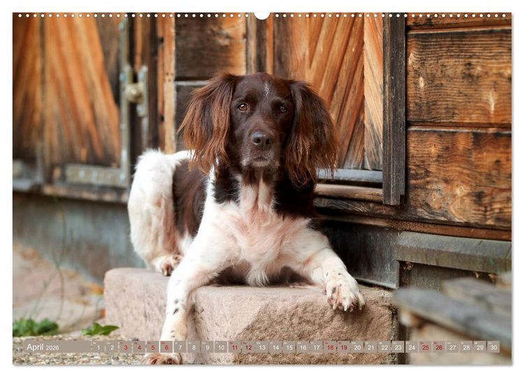 Produktbild: Passion Jagdhund - Kleiner M&uuml;nsterl&auml;nder (Wandkalender 2026 DIN A2 quer), CALVENDO Monatskalender