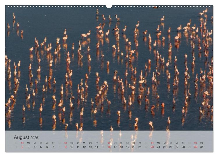 Produktbild: Flamingo Impressionen 2026 (hochwertiger Premium Wandkalender 2026 DIN A2 quer), Kunstdruck in Hochglanz