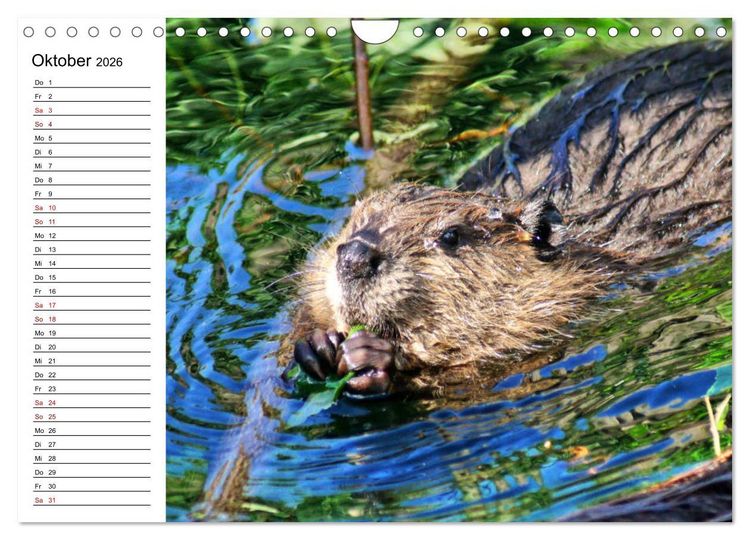 Produktbild: Das Familienleben der Biber (Wandkalender 2026 DIN A4 quer), CALVENDO Monatskalender