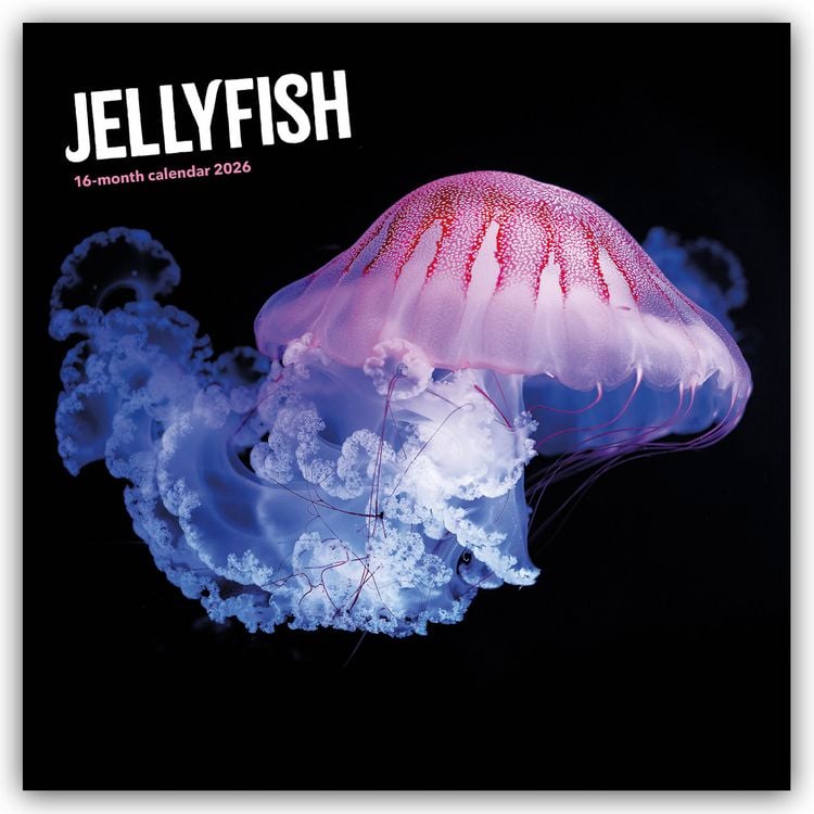 Produktbild: Jellyfish – Quallen 2026 – Wand-Kalender