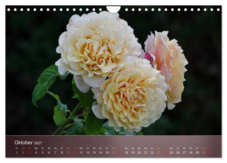 Produktbild: Zarte Sch&ouml;nheiten - Rosen (Wandkalender 2027 DIN A4 quer), CALVENDO Monatskalender