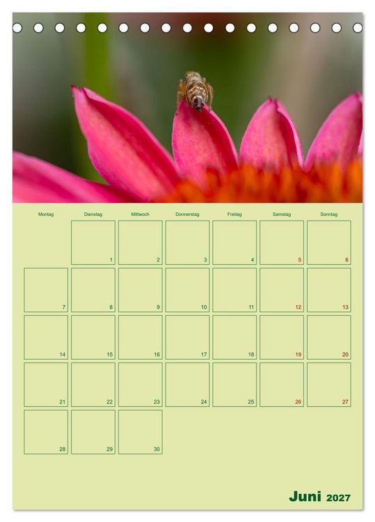 Produktbild: Die Welt der Insekten (Tischkalender 2027 DIN A5 hoch), CALVENDO Monatskalender
